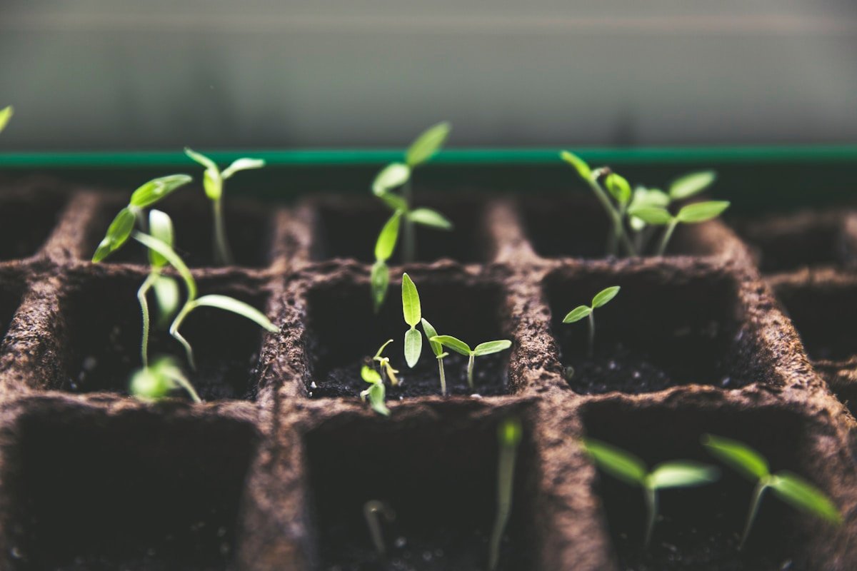 Container Gardening