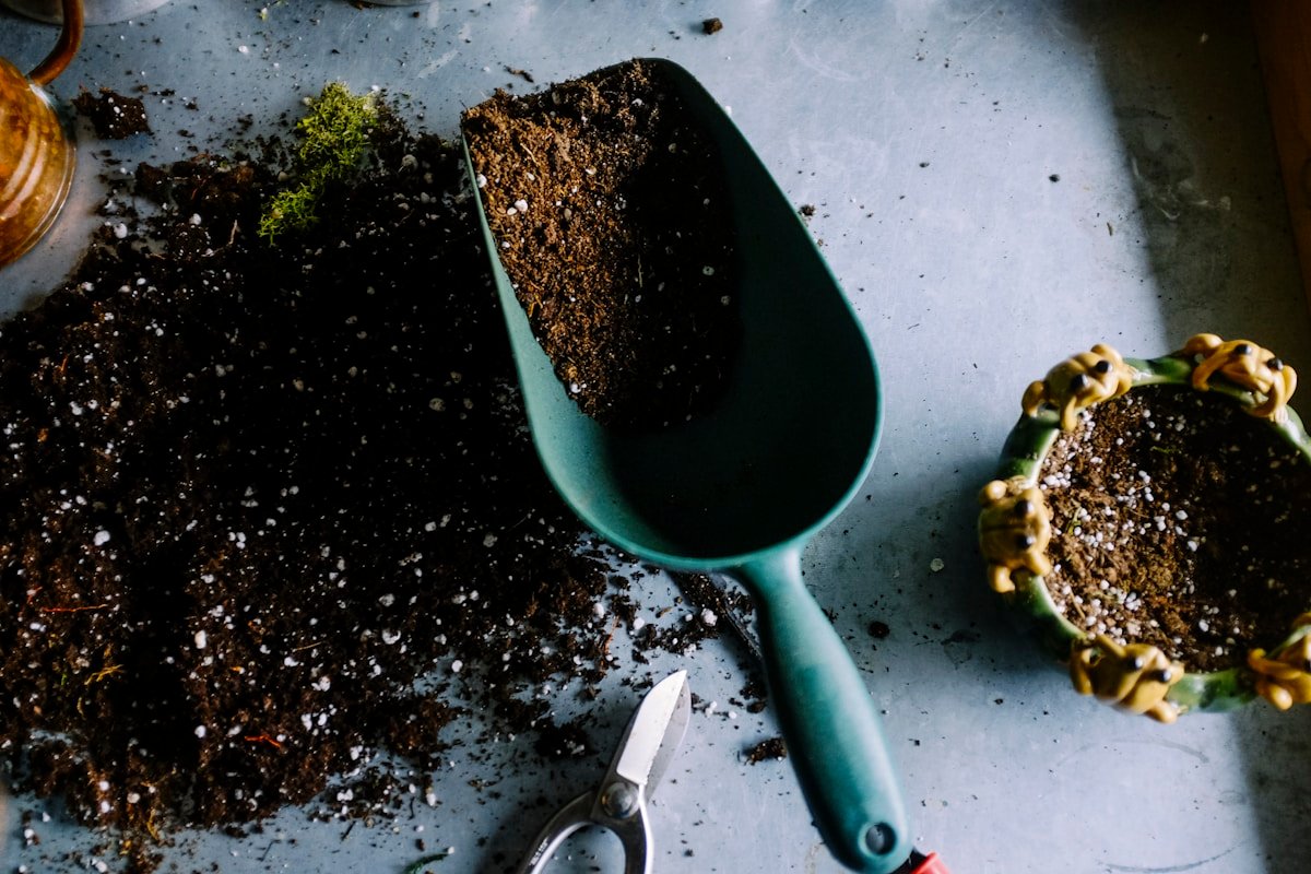 How to Harden Off Seedlings