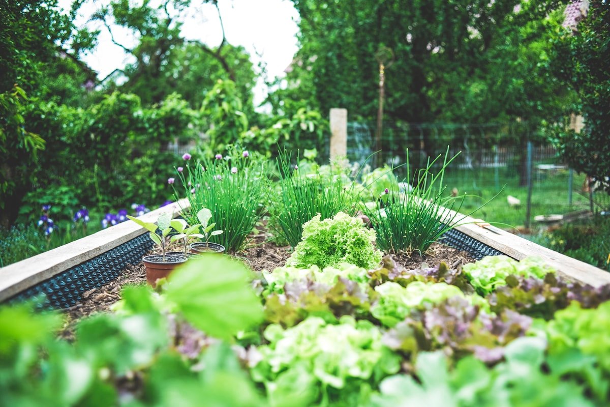 12 Best Shade Vegetables to Grow